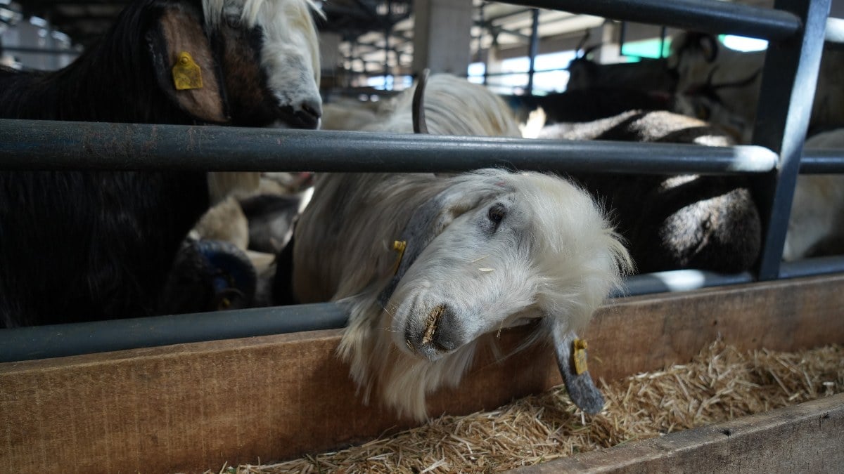 Bursa’da kurban satışları iyi olmayınca indirim geldi