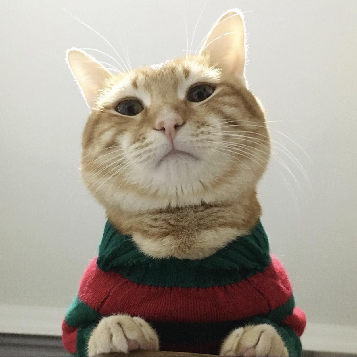 Japonya’daki yapay zeka uygulaması kedilerdeki ağrıyı tespit ediyor