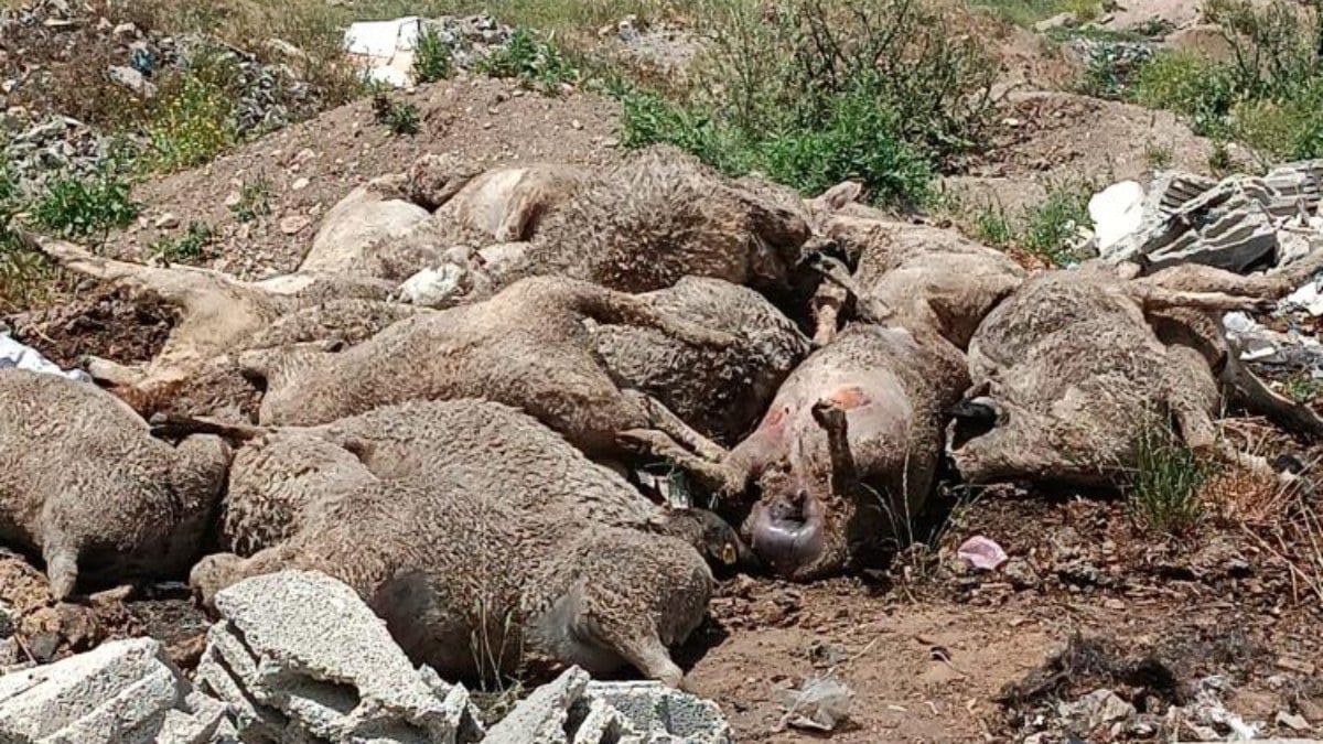 Kahramanmaraş’ta sokak köpekleri çiftliğe saldırdı… Onlarca hayvan telef oldu