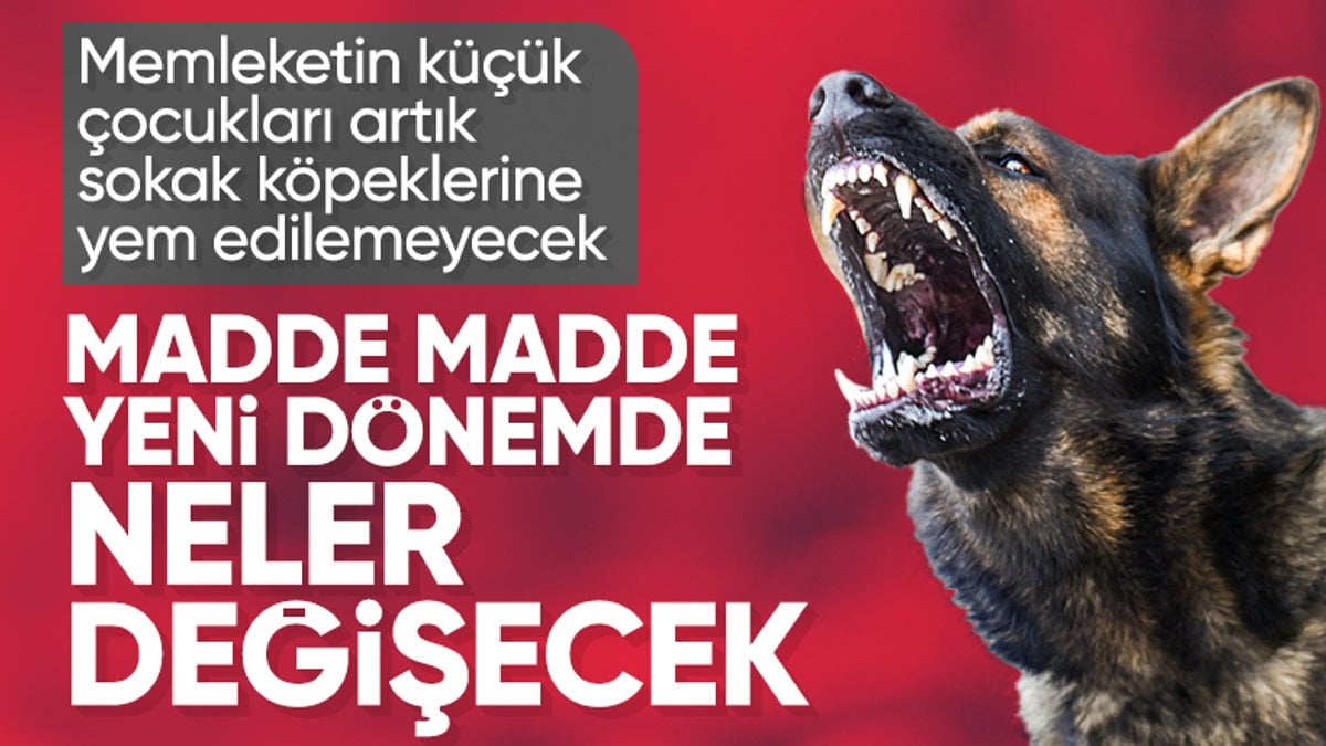 Başıboş sokak köpeği düzenlemesi TBMM’den geçti: İşte yeni dönemde uygulanacak maddeler