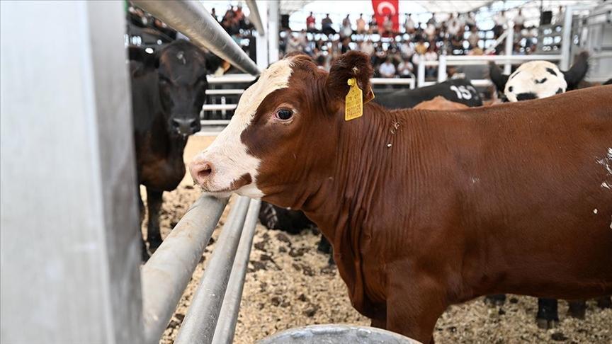 Besiciye aracılık masraflarını ortadan kaldıran mezat