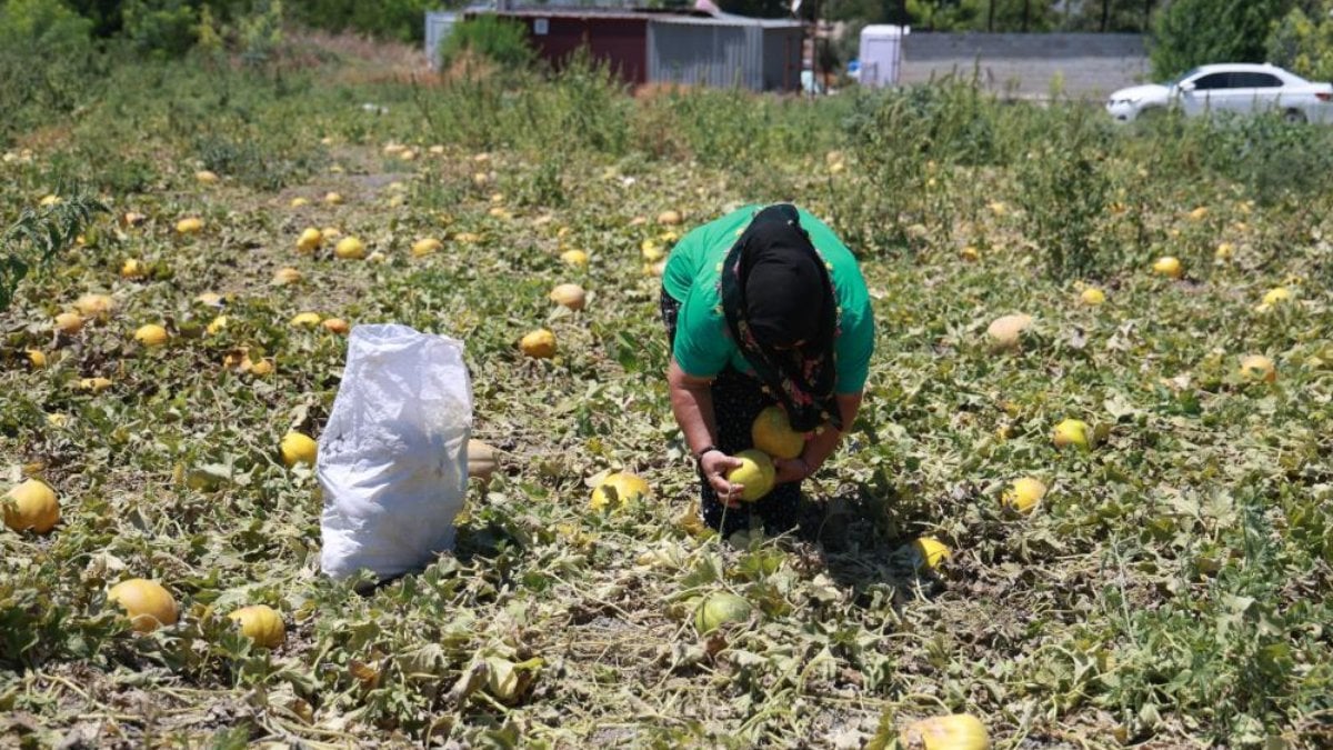 Hataylı çiftçi bereketli kavun hasatında son mahsulü depremzedelere dağıttı