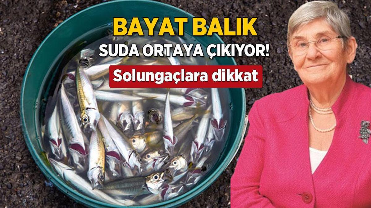 Canan Karatay’dan muhteşem balık tüyosu! Suya koyun, dibe çökerse hemen tavaya atın
