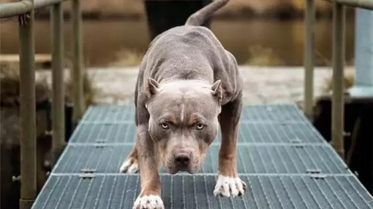 Yargıtay’dan Pitbull için ‘yasak ırk’ vurgusu